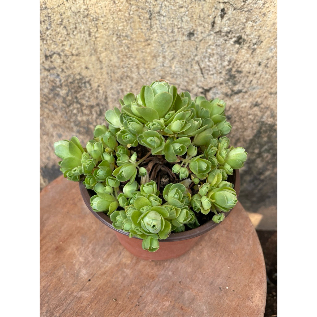 Sen đá hoa hồng xanh 12cm LINHDAN GARDEN