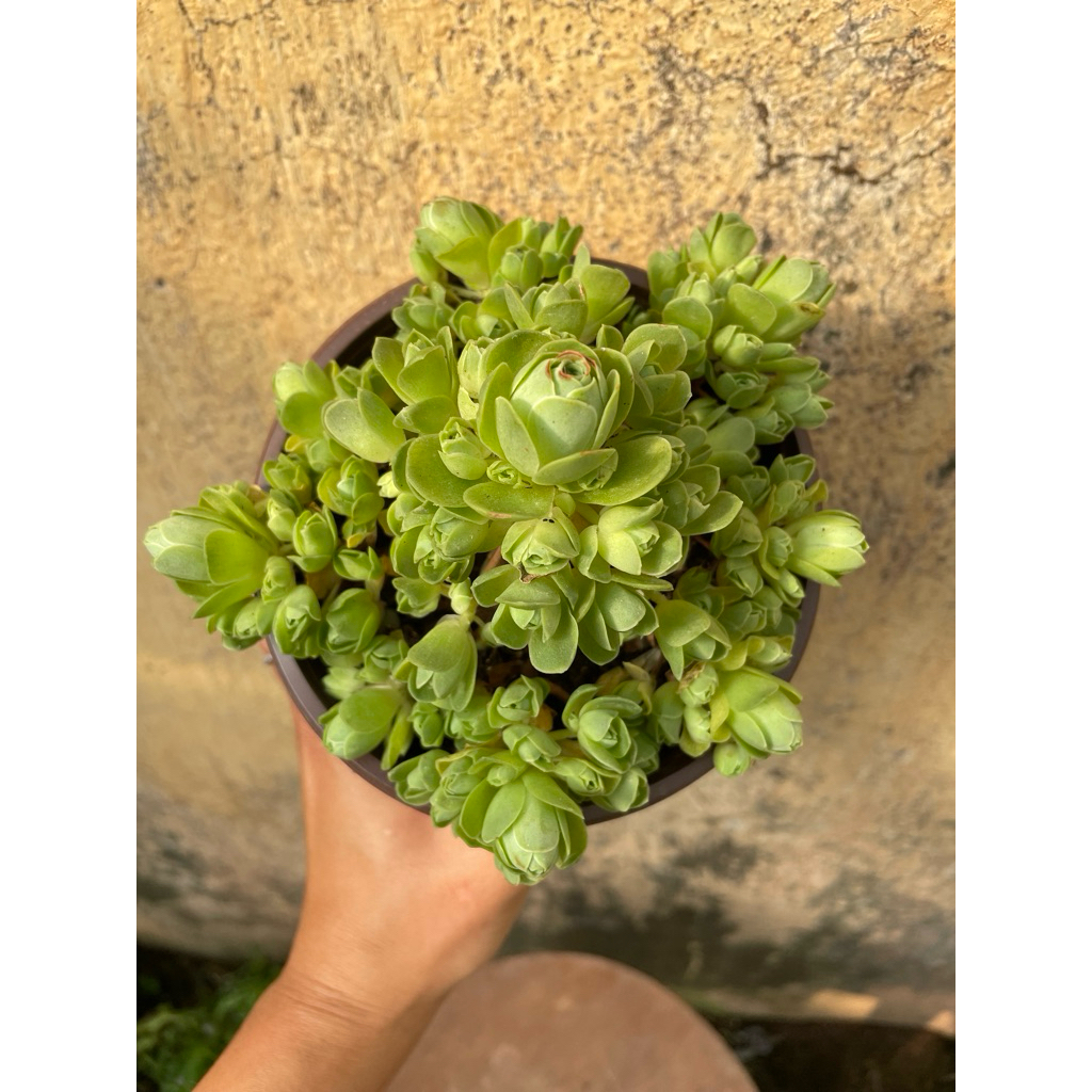 Sen đá hoa hồng xanh 12cm LINHDAN GARDEN