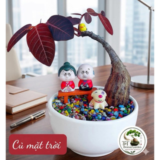 Củ mặt trời bonsai đẹp (Ngày lá xòe ra và tối khép lại đi ngủ)