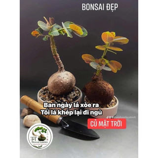 Củ mặt trời bonsai đẹp (Ngày lá xòe ra và tối khép lại đi ngủ)