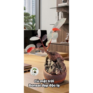 Củ mặt trời bonsai đẹp (Ngày lá xòe ra và tối khép lại đi ngủ)