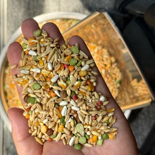 NGŨ CỐC NHƯ TRƯƠNG CHO GÀ ĐÁ (LOẠI 1 - KHÔNG PHA CÁM) - Đầy đủ hạt, gà ăn không bị mập mỡ
