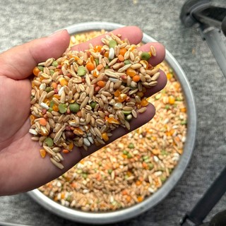 NGŨ CỐC NHƯ TRƯƠNG CHO GÀ ĐÁ (LOẠI 1 - KHÔNG PHA CÁM) - Đầy đủ hạt, gà ăn không bị mập mỡ
