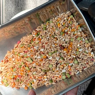 NGŨ CỐC NHƯ TRƯƠNG CHO GÀ ĐÁ (LOẠI 1 - KHÔNG PHA CÁM) - Đầy đủ hạt, gà ăn không bị mập mỡ