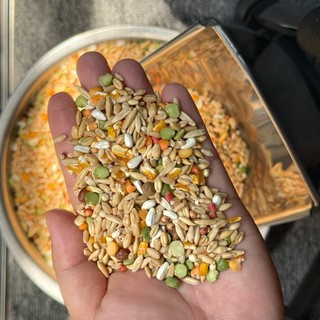 NGŨ CỐC NHƯ TRƯƠNG CHO GÀ ĐÁ (LOẠI 1 - KHÔNG PHA CÁM) - Đầy đủ hạt, gà ăn không bị mập mỡ