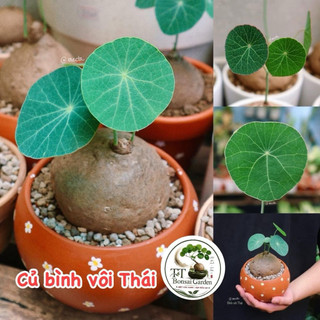 Củ bình vôi thái bonsai đẹp - lá đồng xu