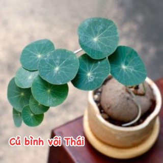 Củ bình vôi thái bonsai đẹp - lá đồng xu