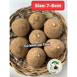 củ bình vôi thái bonsai đẹp lá đồng xu size 9-10cm