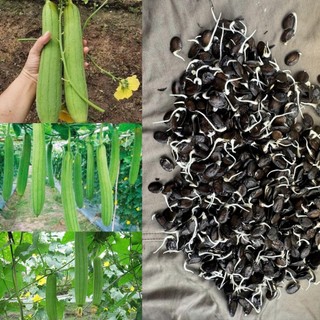 20 HẠT TÚI ZIP - MƯỚP HƯƠNG CAO SẢN