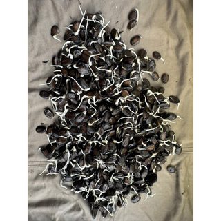 20 HẠT TÚI ZIP - MƯỚP HƯƠNG CAO SẢN