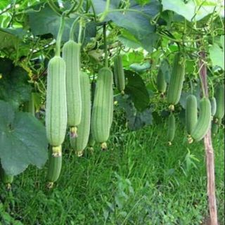 20 HẠT TÚI ZIP - MƯỚP HƯƠNG CAO SẢN