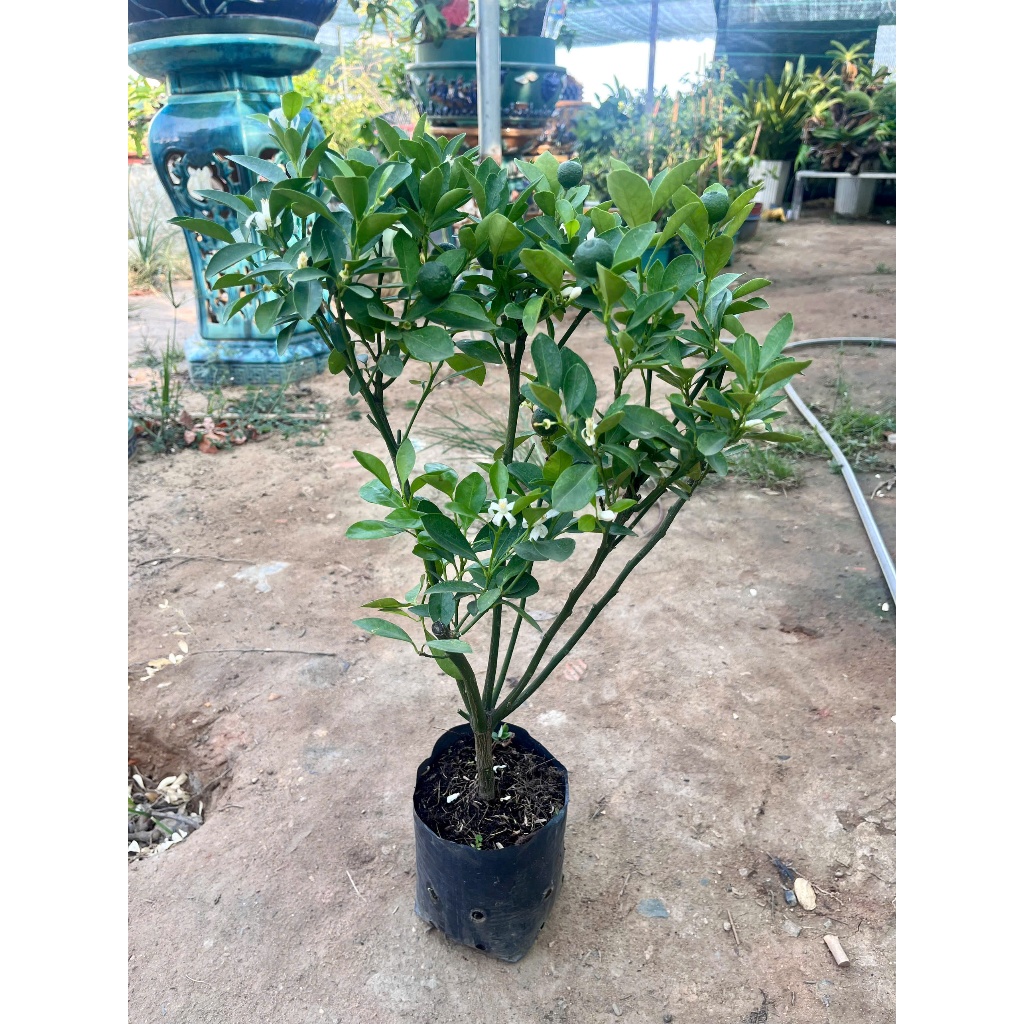 Cây Giống Tắc Bánh Xe – Chuẩn Giống, Sai Trái Quanh Năm, Vị Chua Thanh, Dễ Trồng, Trang Trí Đẹp