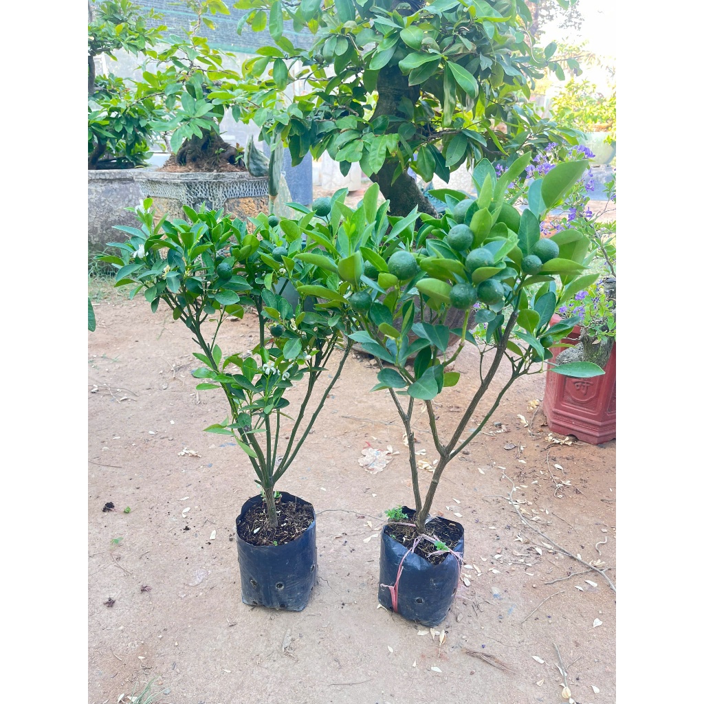 Cây Giống Tắc Bánh Xe – Chuẩn Giống, Sai Trái Quanh Năm, Vị Chua Thanh, Dễ Trồng, Trang Trí Đẹp