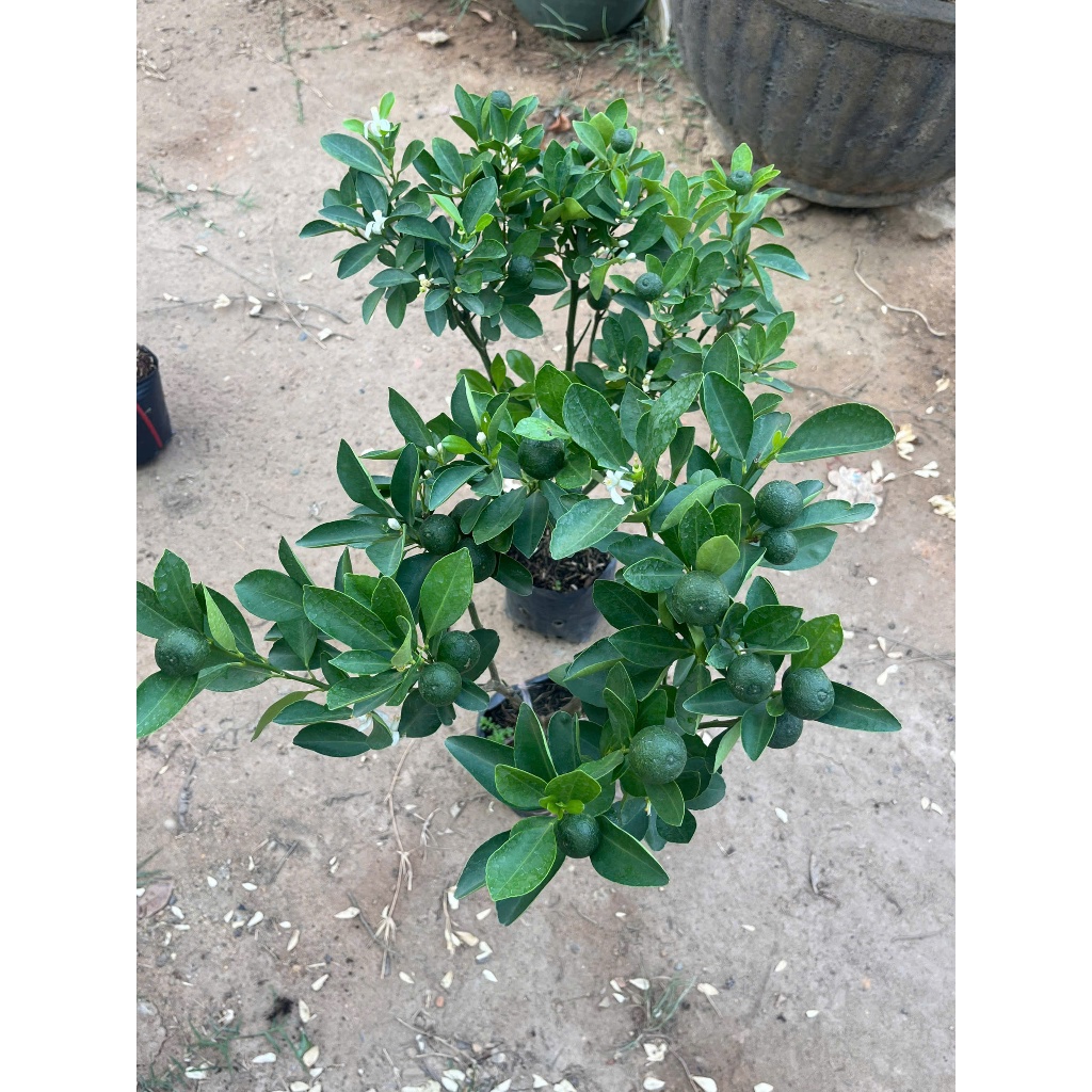 Cây Giống Tắc Bánh Xe – Chuẩn Giống, Sai Trái Quanh Năm, Vị Chua Thanh, Dễ Trồng, Trang Trí Đẹp