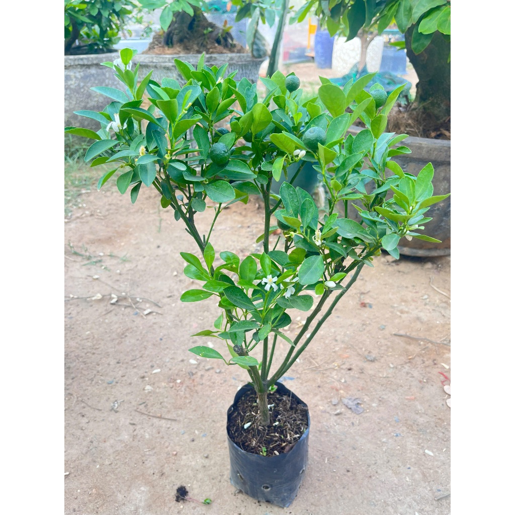 Cây Giống Tắc Bánh Xe – Chuẩn Giống, Sai Trái Quanh Năm, Vị Chua Thanh, Dễ Trồng, Trang Trí Đẹp