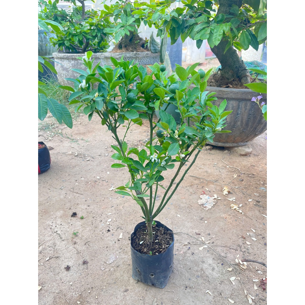 Cây Giống Tắc Bánh Xe – Chuẩn Giống, Sai Trái Quanh Năm, Vị Chua Thanh, Dễ Trồng, Trang Trí Đẹp