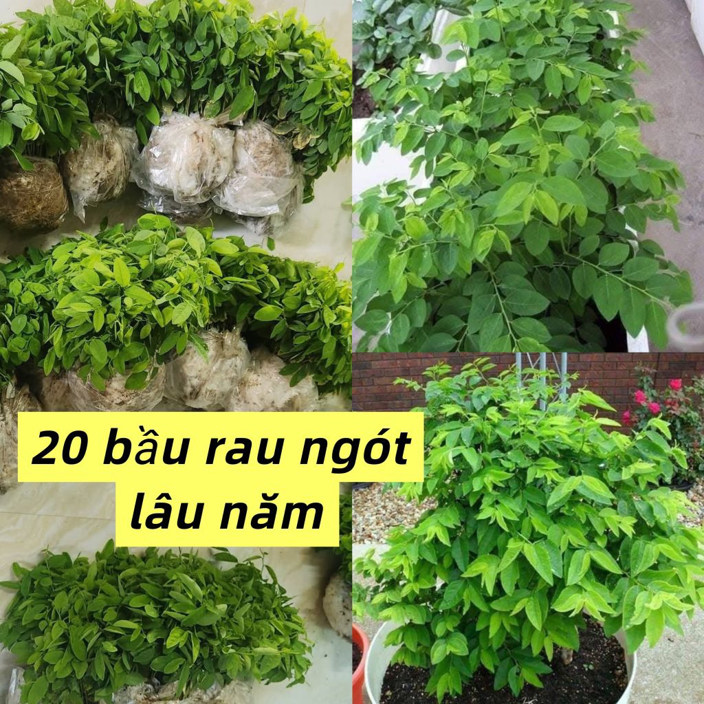 Bầu Giống Rau Ngót Ta Ươm Hạt Siêu Khoẻ, Lớn Nhanh Rất Năng Suất