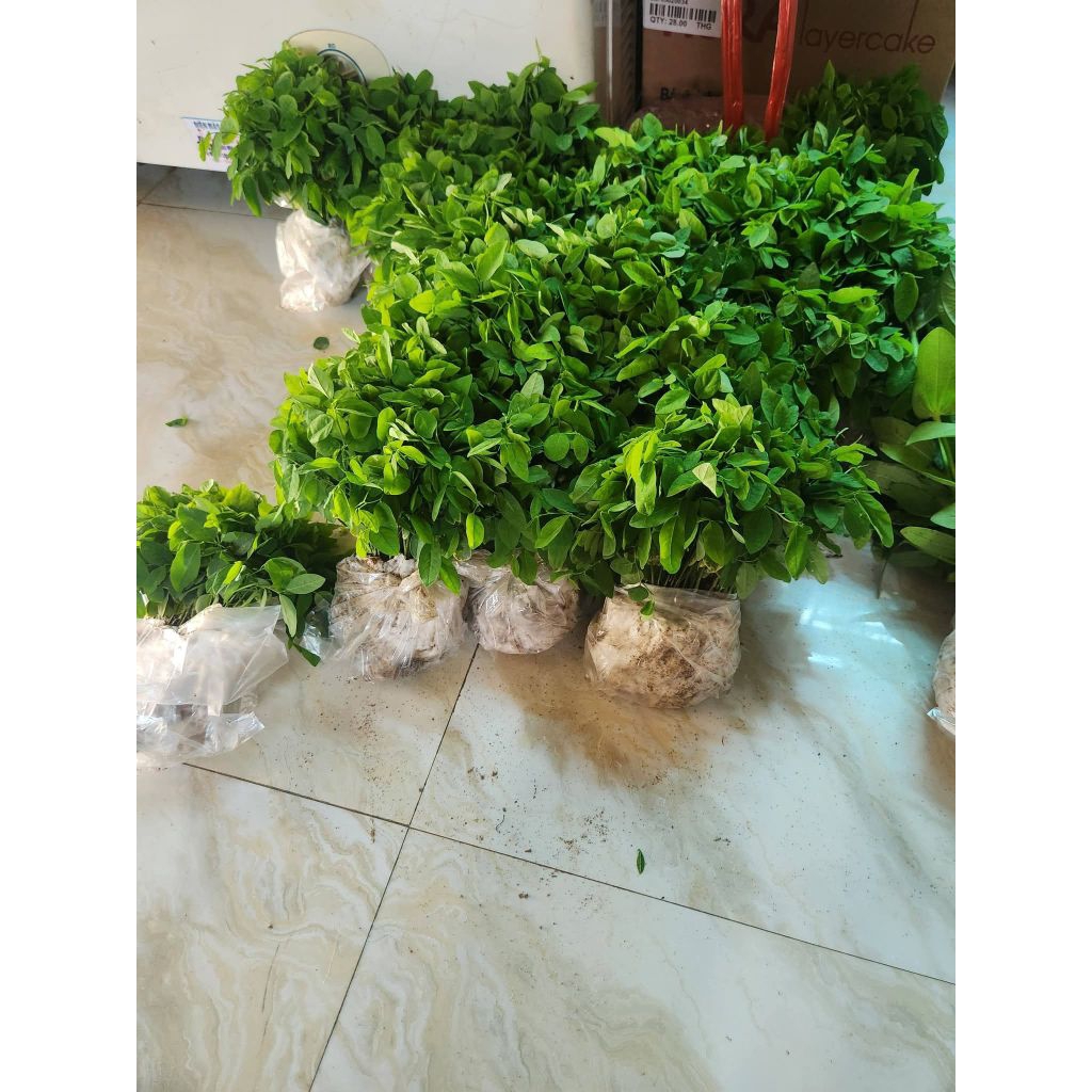 Bầu Giống Rau Ngót Ta Ươm Hạt Siêu Khoẻ, Lớn Nhanh Rất Năng Suất