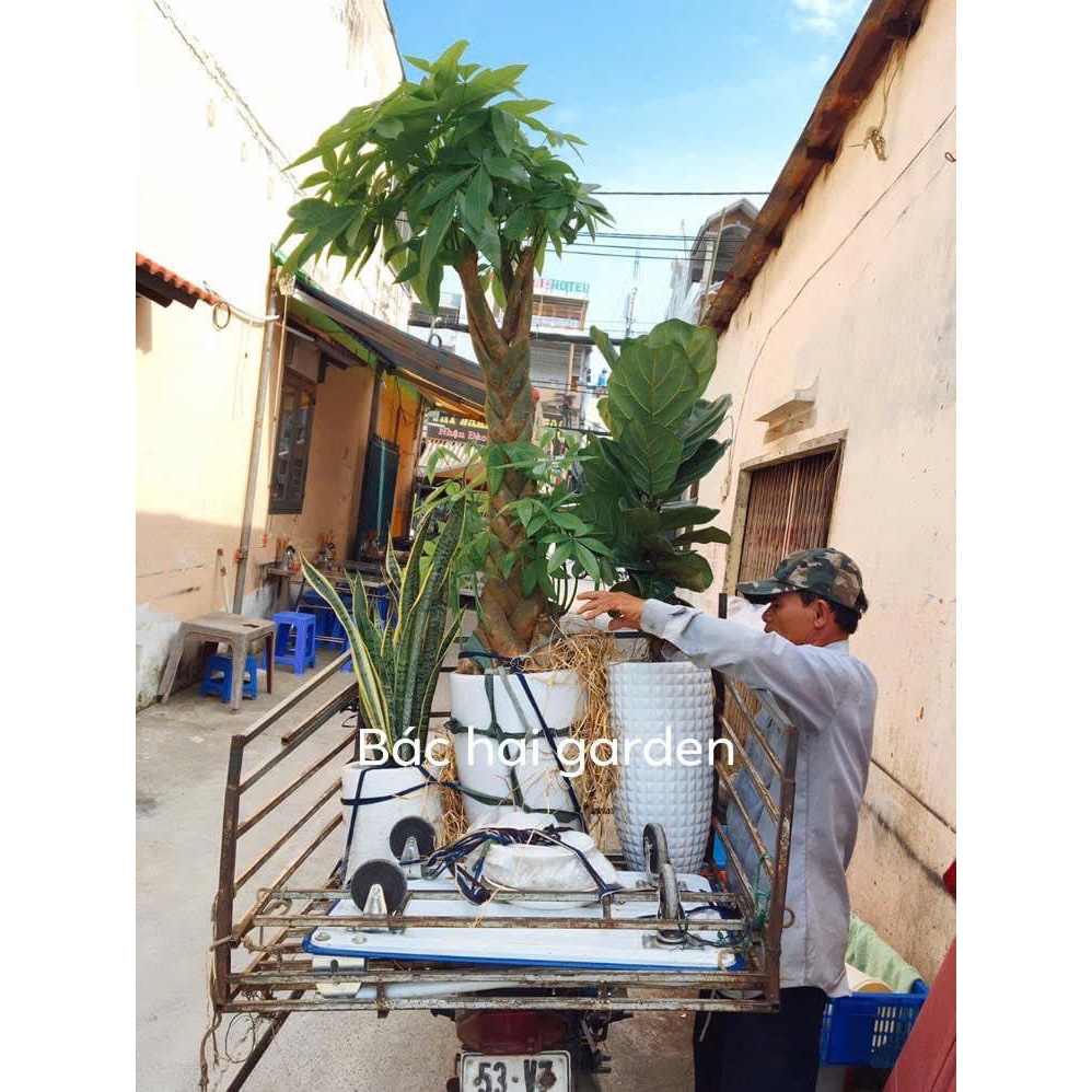 Chậu cây kim ngân thắt bím kèm chậu men sứ - Cây nội ngoại thất cao cấp- Cây xanh quà tặng Khai trưng tân gia ý nghĩa