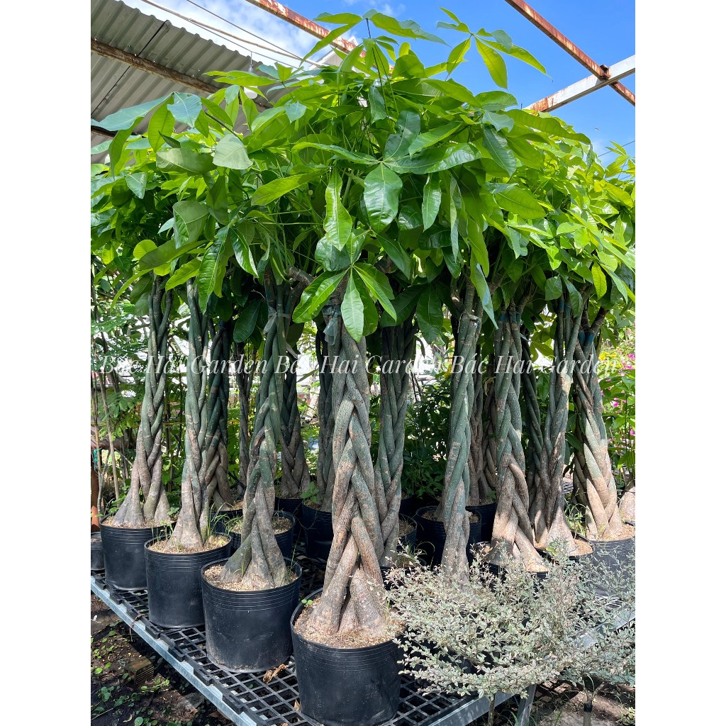Chậu cây kim ngân thắt bím kèm chậu men sứ - Cây nội ngoại thất cao cấp- Cây xanh quà tặng Khai trưng tân gia ý nghĩa