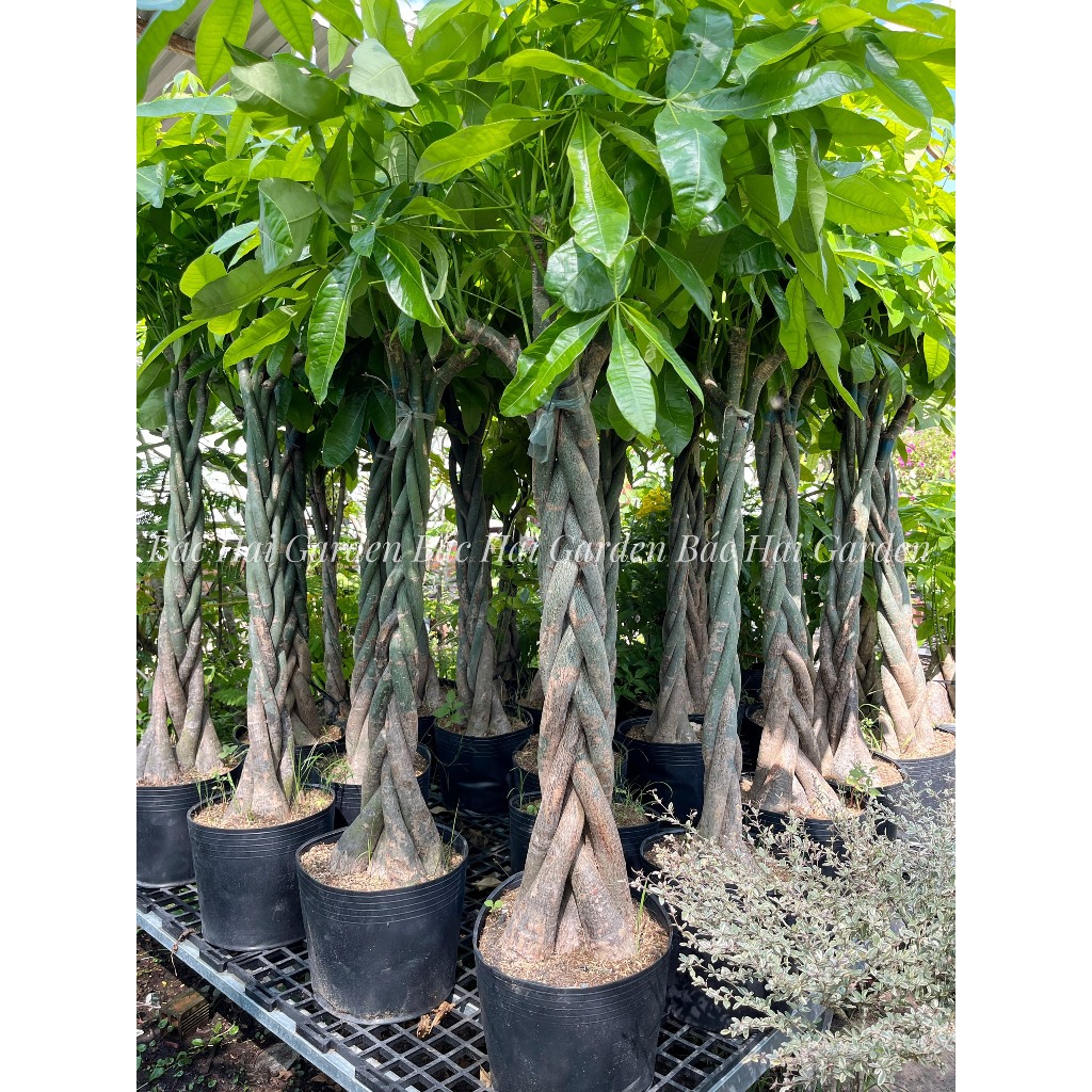 Chậu cây kim ngân thắt bím kèm chậu men sứ - Cây nội ngoại thất cao cấp- Cây xanh quà tặng Khai trưng tân gia ý nghĩa