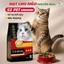 Hạt Cho Mèo S2 PET V3 Urinary Hỗ Trợ Đường Ruột, Tăng Cường Đề Kháng, Giảm Búi Lông