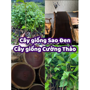 Cây giống Sao Đen (mua 10 tặng 1)