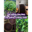 Cây giống Sao Đen (mua 10 tặng 1)