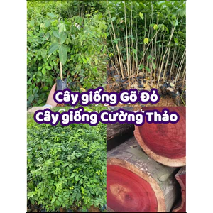 Cây giống Gõ Đỏ (Mua 10 tặng 1)
