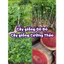 Cây giống Gõ Đỏ (Mua 10 tặng 1)