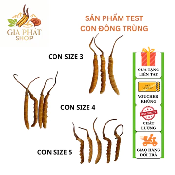 Con đông trùng Tây Tang, đông trùng hạ thảo nguyên con khô mua test