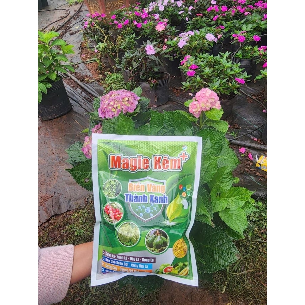 Magie kẽm gói