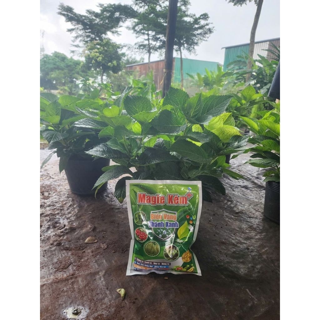 Magie kẽm gói
