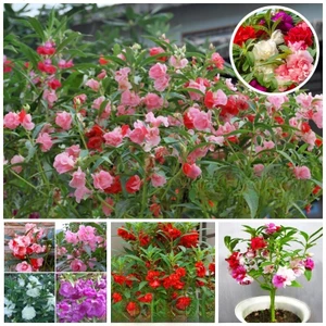 Giống Màu Sắc Hỗn Hợp Impatiens Hạt Balsamina Để Trồng Impatiens Seeds-100 Hạt，k061