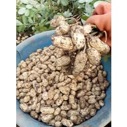 Lạc đỏ (đậu phộng) sống mới thu hoạch - Hạt to đều - Thơm ngậy - 1kg - [GIÁ TỐT NHẤT]