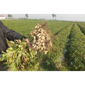 Lạc đỏ (đậu phộng) sống mới thu hoạch - Hạt to đều - Thơm ngậy - 1kg - [GIÁ TỐT NHẤT]
