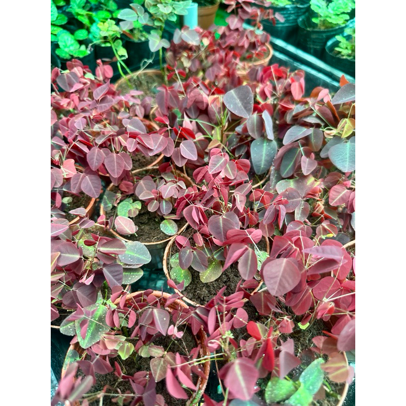 Oxalis hedysaroides 'Rubra' mini trồng bán cạn,terrarium -hoặc Oxalis triangularis