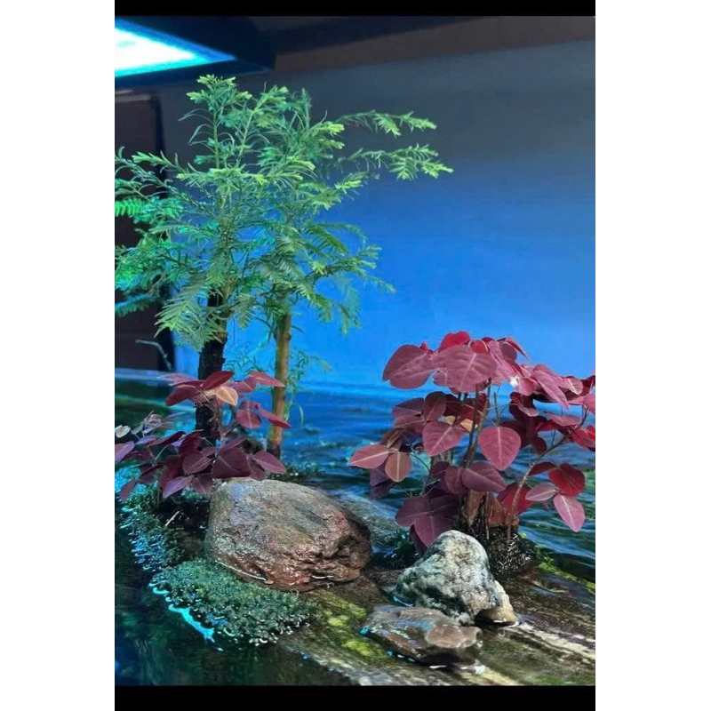Oxalis hedysaroides 'Rubra' mini trồng bán cạn,terrarium -hoặc Oxalis triangularis