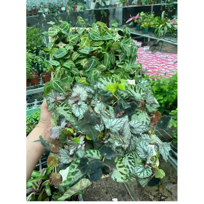 begonia mini ( họ thu hải đường ) setup terrarium,bán cạn