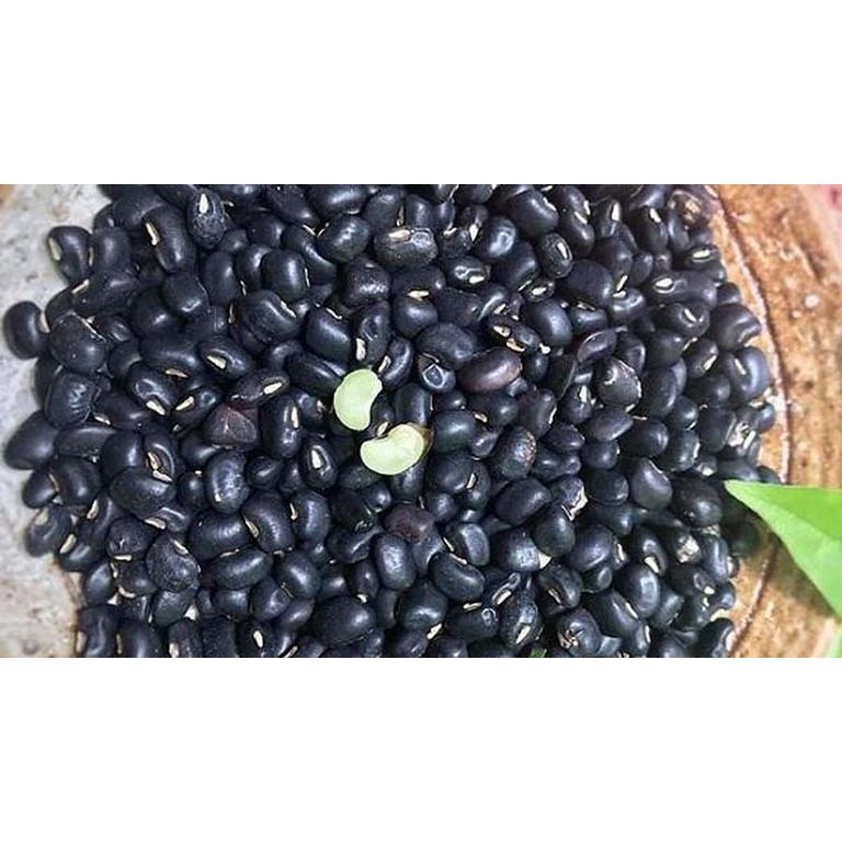 Đỗ đen ruột xanh sống, đỗ đen xanh lòng (đậu đen ruột xanh) - Hạt to đều - Bở - Thơm ngon - Bùi ngậy [GIÁ TỐT NHẤT]