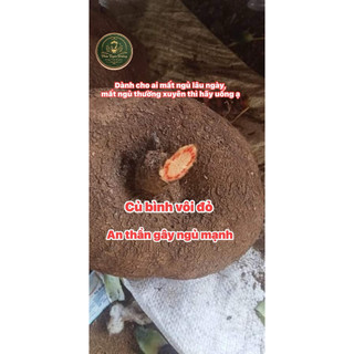 củ bình vôi đỏ tươi -an thần gây ngủ mạnh