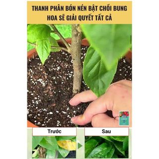 Homee.cok (Mua 2 tặng 1) Phân Bón Que Chậm Tan 90 Ngày Cho Cây Cảnh, Hoa Kiểng, Hoa Hồng - Dinh Dưỡng Dạng Que