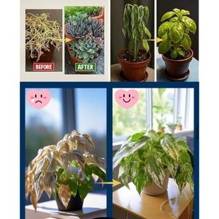 Homee.cok (Mua 2 tặng 1) Phân Bón Que Chậm Tan 90 Ngày Cho Cây Cảnh, Hoa Kiểng, Hoa Hồng - Dinh Dưỡng Dạng Que