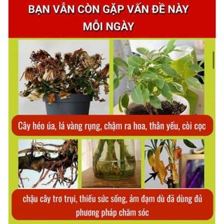Homee.cok (Mua 2 tặng 1) Phân Bón Que Chậm Tan 90 Ngày Cho Cây Cảnh, Hoa Kiểng, Hoa Hồng - Dinh Dưỡng Dạng Que