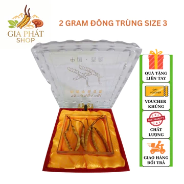 Hộp Quà Đông Trùng Hạ Thảo Tây Tạng 2 Gram Size 3 VIP to | Đông Trùng Size Vừa Cao Cấp | Quà Tặng Sức Khỏe