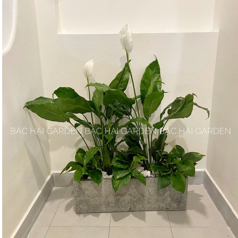 Chậu Xi Măng Dài 20x20x60cm Mix Lan Ý & Trầu Bà Xanh - Tiểu Cảnh Nội Thất Hiện Đại - Cây Khỏe, Dễ Chăm Sóc.