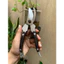 Kéo cắt cành cán gỗ janpan thép nguyên khối nặng 350g