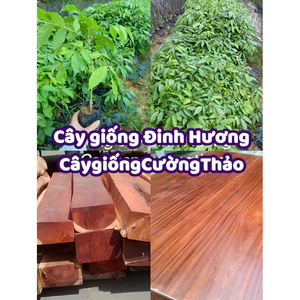 Cây giống gỗ Đinh Hương (mua 10 tặng 1)