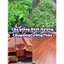 Cây giống gỗ Đinh Hương (mua 10 tặng 1)