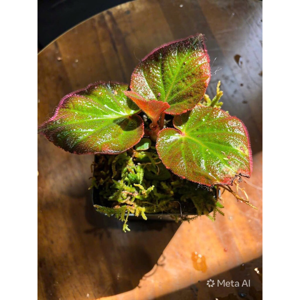 Begonia Manaus – một vẻ đẹp như bước ra từ khu rừng nhiệt đới,cây để bàn rất đẹp kèm sẵn chậu đất nung